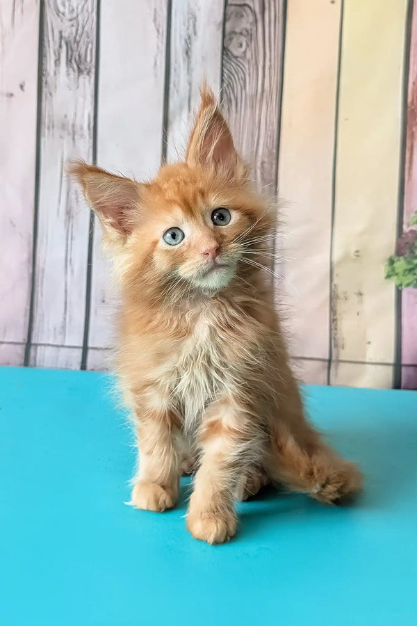 Zenith | maine coon kitten