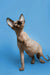 Enchanting female Sphynx kitten with wrinkled skin and big ears for sale