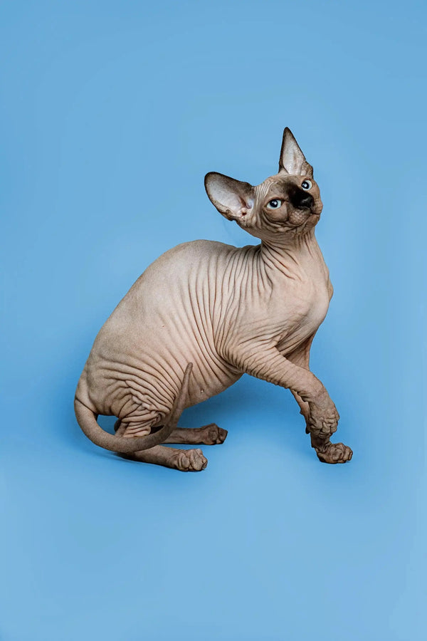 Zenobia, an enchanting female Sphynx kitten with large ears and alert expression