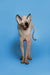 Hairless Sphynx kitten with curled tail, an enchanting female Sphynx in seal point