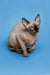 Enchanting female Sphynx kitten Zenobia sitting on a blue surface, showcasing her seal point