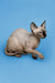 Enchanting female Sphynx kitten with wrinkled skin and large ears against a blue backdrop