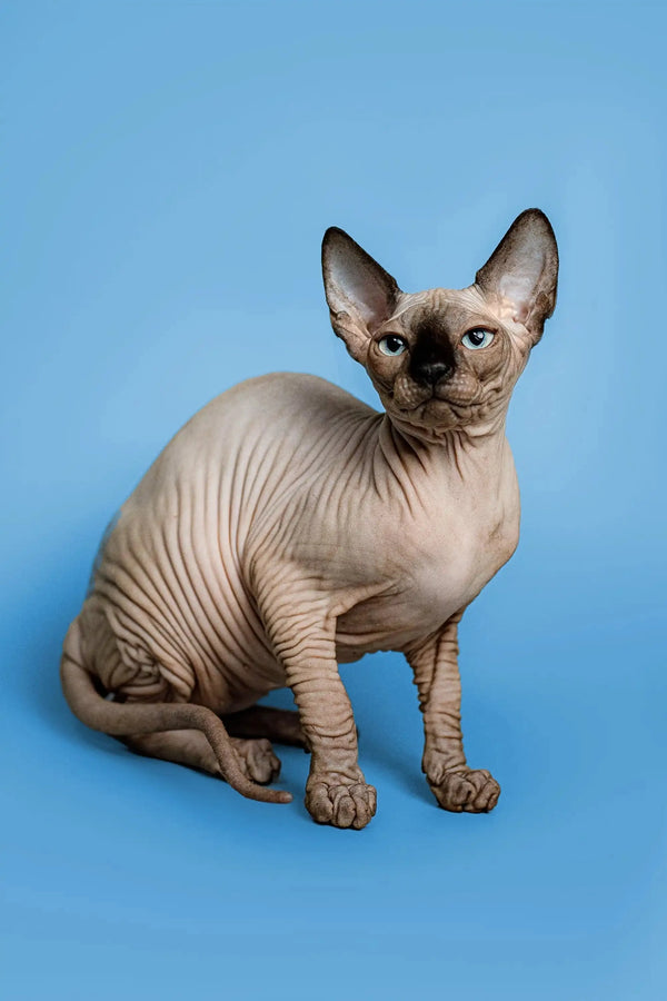 Enchanting female Sphynx kitten Zenobia with wrinkled skin and large ears sitting upright