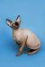 Alert Hairless Sphynx kitten Zenobia with a charming seal point look