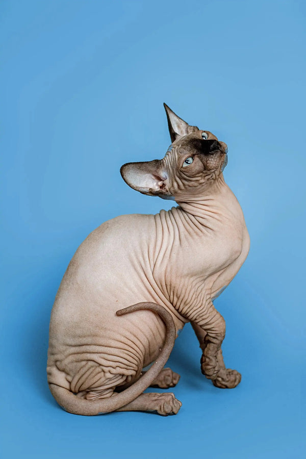 Hairless Sphynx kitten Zenobia sits upright, showcasing her enchanting seal point features
