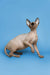 Hairless Sphynx kitten with large ears and alert expression, enchanting female Sphynx