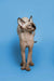 Hairless Sphynx kitten Zenobia standing tall with an alert expression, enchanting seal point