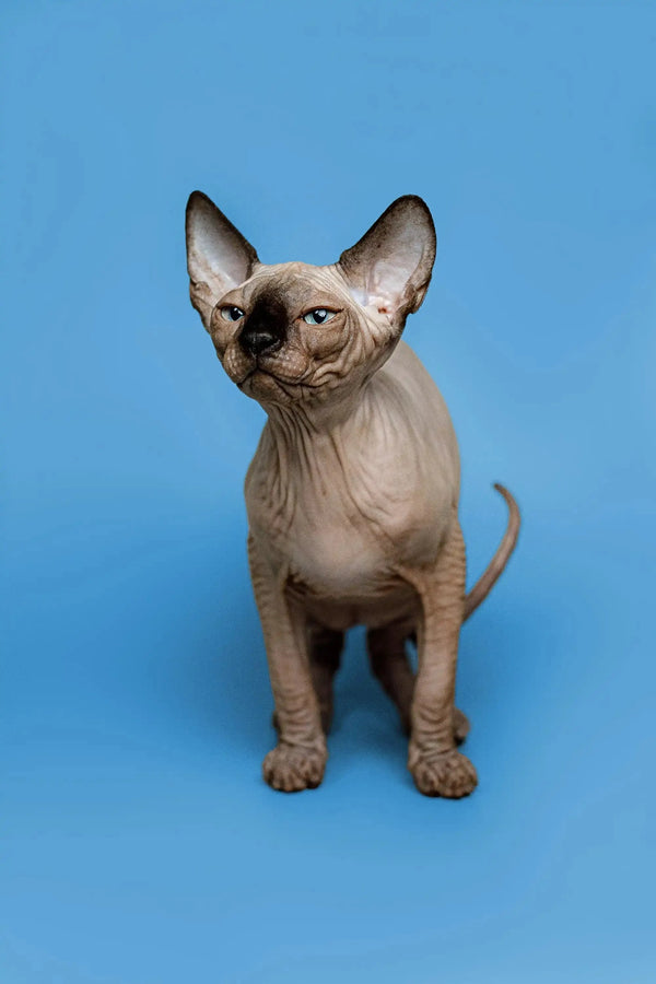 Enchanting female Sphynx kitten with large ears and wrinkled skin standing proudly