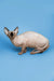 Enchanting female Sphynx kitten with wrinkled skin and large ears, perfect for pet lovers