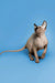 Sphynx kitten Zenobia with an alert look and long tail, enchanting female seal point