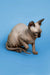 Enchanting female Sphynx kitten Zenobia sitting on a blue surface, ready to play