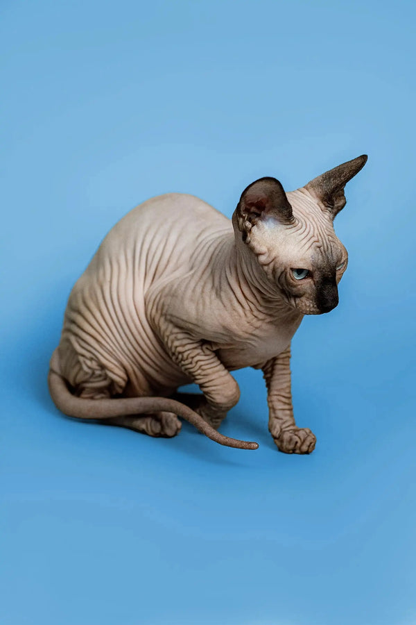 Enchanting female Sphynx kitten Zenobia sitting on a blue surface, ready to play