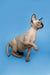 Enchanting female Sphynx kitten in standing pose, showcasing her adorable wrinkled skin