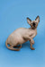 Enchanting female Sphynx kitten Zenobia seated on a blue background