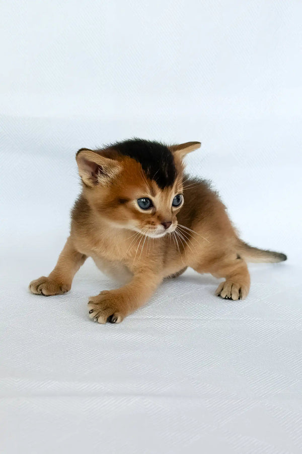 Zephir | abyssinian kitten