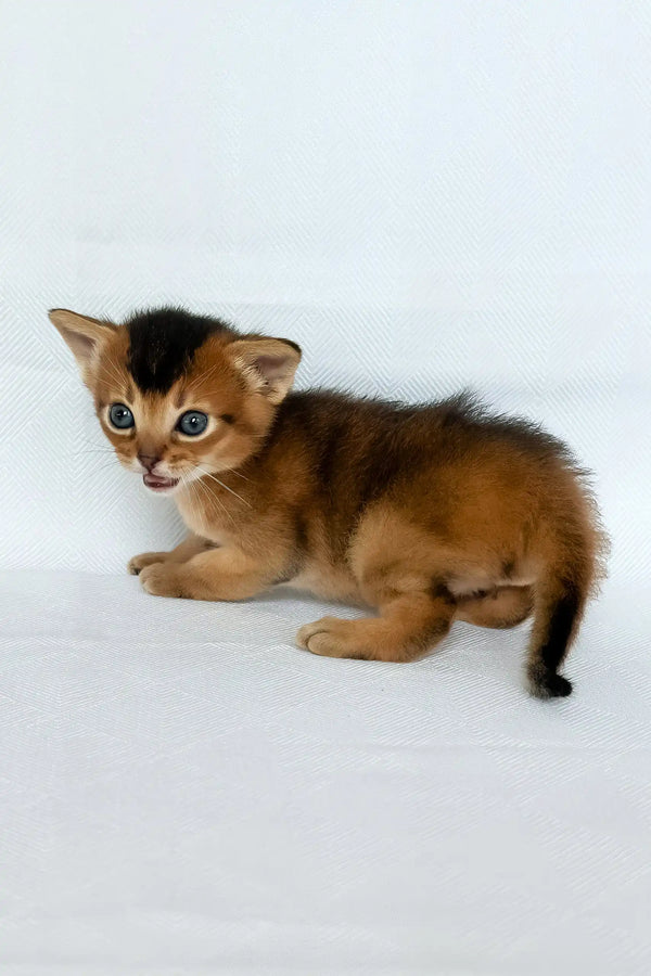 Zephir | abyssinian kitten