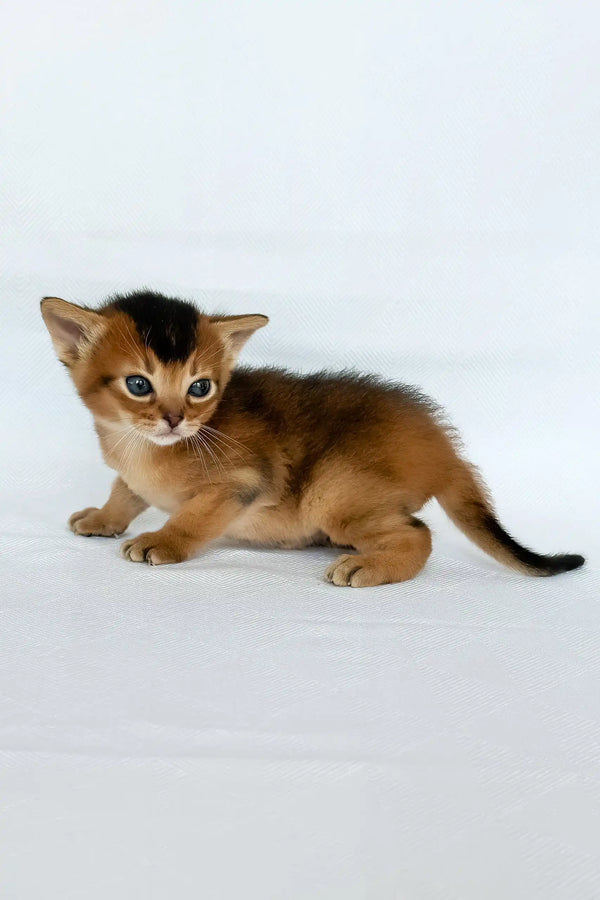 Zephir | abyssinian kitten