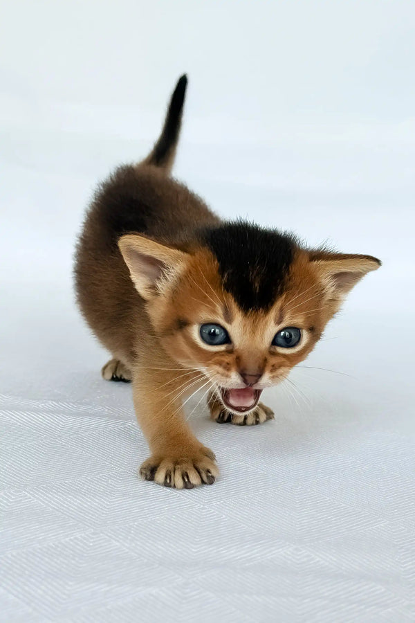 Zephir | abyssinian kitten