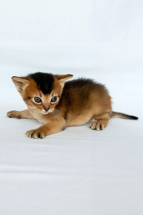 Zephir | abyssinian kitten