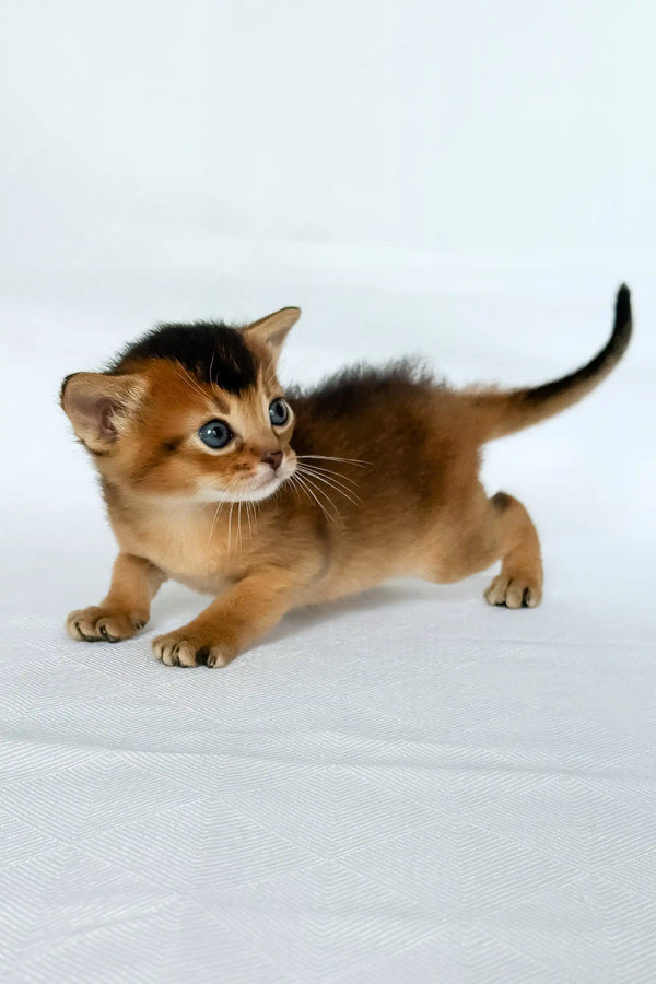 Zephir | abyssinian kitten