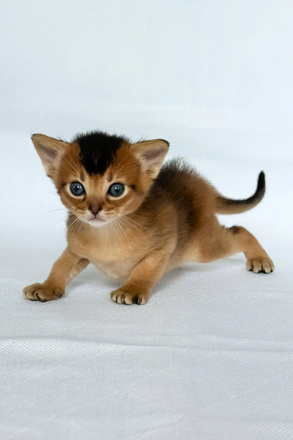 Zephir | abyssinian kitten
