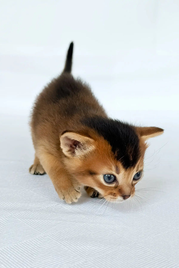 Zephir | abyssinian kitten