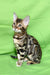 Bengal kitten with unique spotted and striped coat in Zephir product display