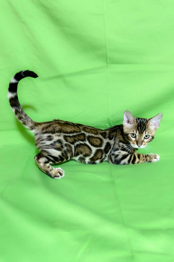 Adorable Spotted Bengal kitten featured in the Zephir Bengal Kitten product