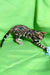 Spotted Bengal cat joyfully playing with toy from Zephir Bengal Kitten collection