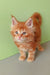 Fluffy orange kitten in Zephir Maine Coon Kitten product display