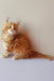 Fluffy orange kitten in Zephir Maine Coon Kitten product display