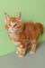 Adorable Ginger Maine Coon kitten featured in Zephir Maine Coon Kitten product