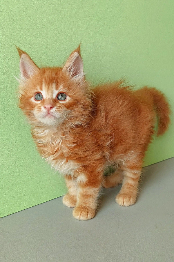 Adorable Ginger Maine Coon kitten featured in Zephir Maine Coon Kitten product
