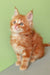 Cute Ginger Maine Coon Kitten from the Zephir collection, ready for new adventures