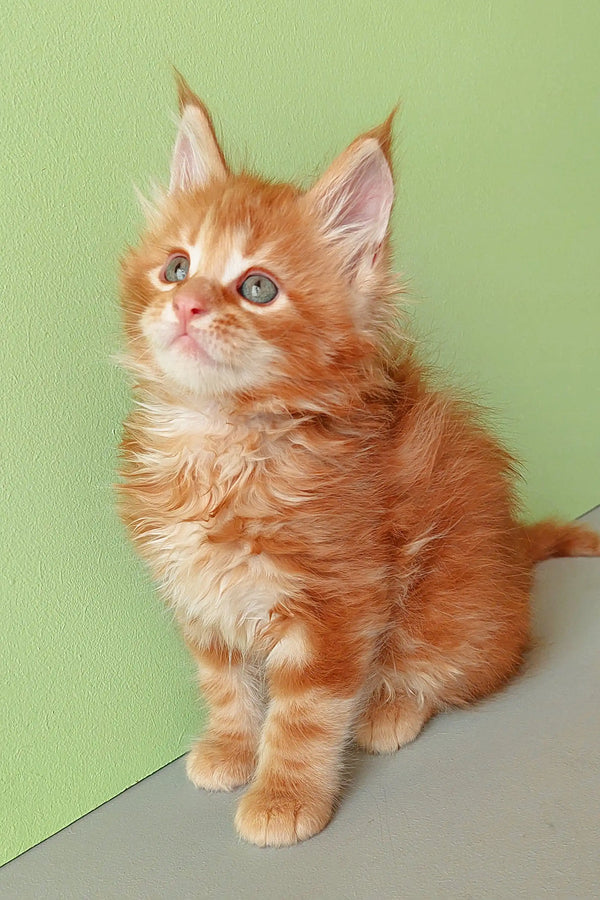 Cute Ginger Maine Coon Kitten from the Zephir collection, ready for new adventures
