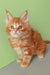 Cute Ginger Maine Coon kitten from Zephir, perfect for cuddles and playtime fun