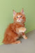 Cute Ginger Maine Coon kitten in the Zephir Maine Coon Kitten product display