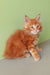 Cute Ginger Maine Coon kitten from Zephir Maine Coon Kitten collection