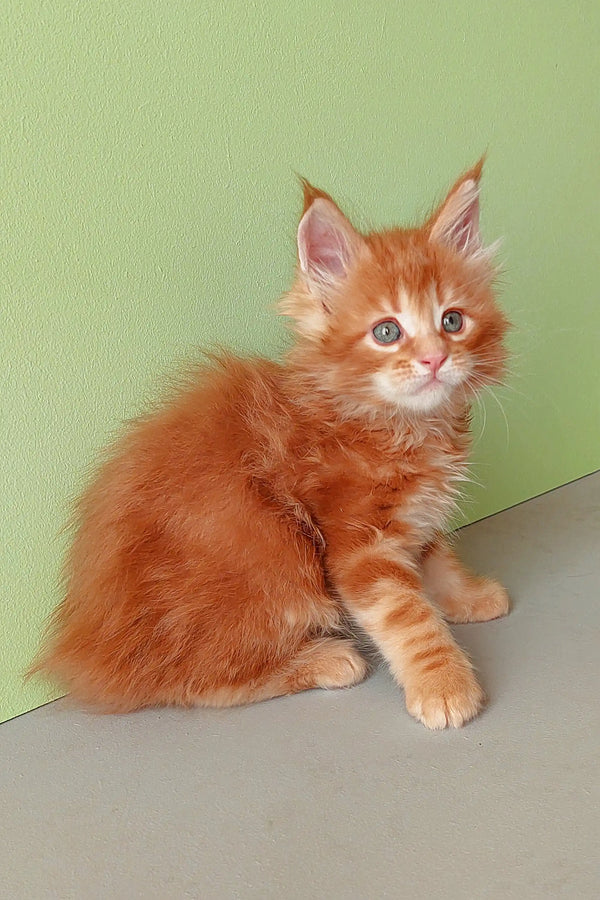 Cute Ginger Maine Coon kitten from Zephir Maine Coon Kitten collection