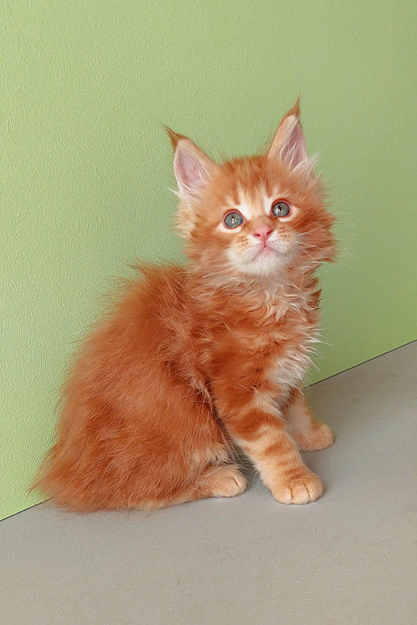 Ginger Maine Coon kitten in the Zephir product line, perfect for cat lovers