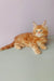 Cute Orange Maine Coon kitten showcasing Zephir | Maine Coon Kitten product