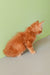 Orange curly-haired kitten from Zephir, a cute Maine Coon companion