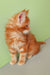 Orange tabby kitten in Zephir, a cute Maine Coon Kitten product