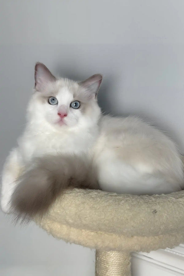 Zephir | ragdoll kitten