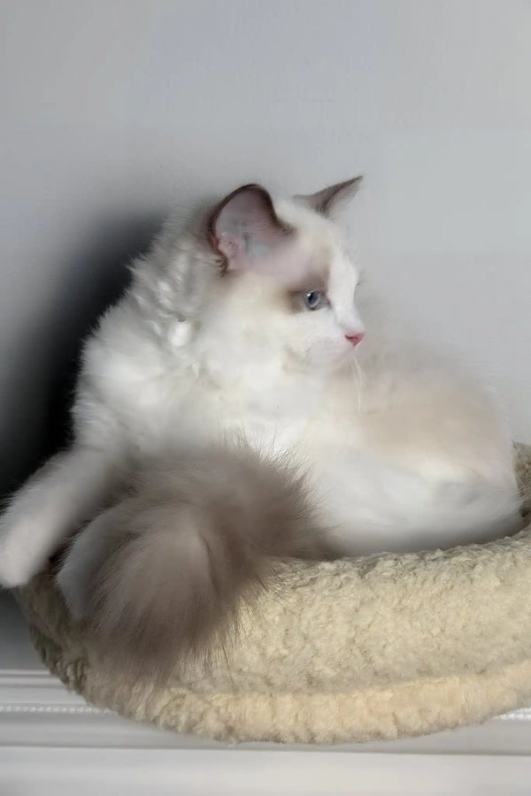 Zephir | ragdoll kitten