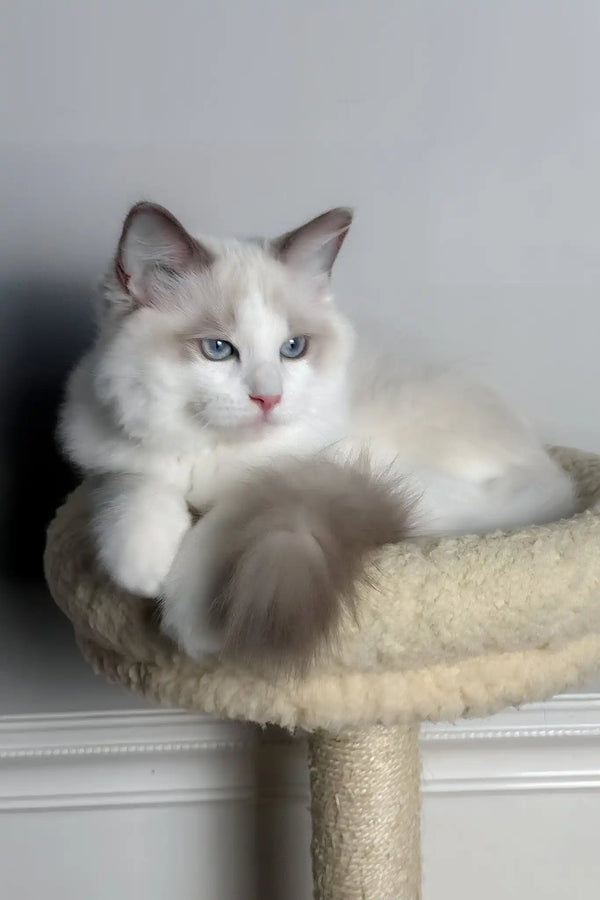 Zephir | ragdoll kitten