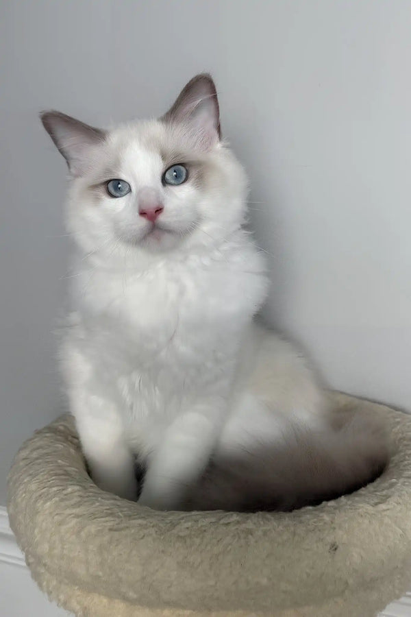 Zephir | ragdoll kitten