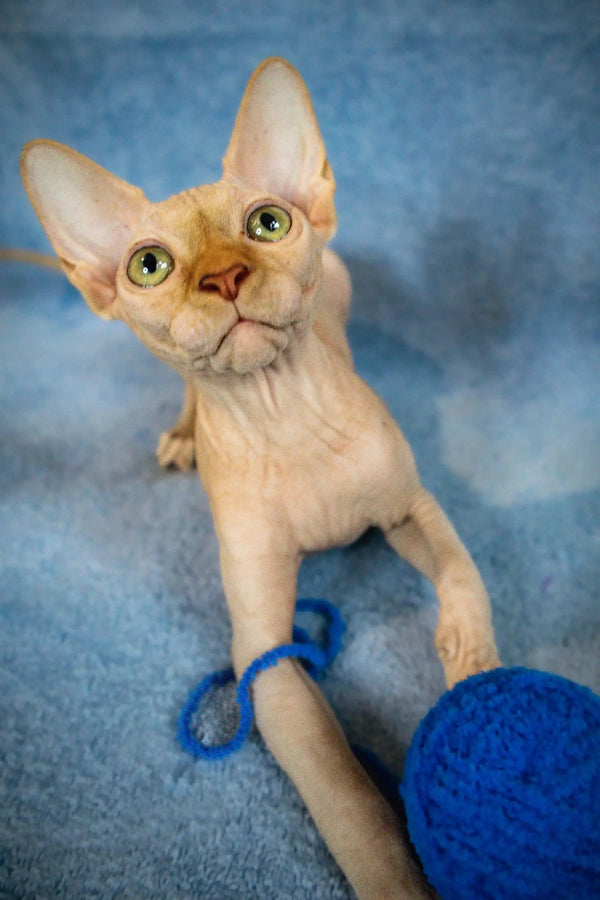 Hairless Sphynx kitten with big green eyes playing with a blue yarn ball