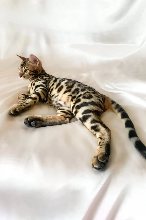 Zephyr | bengal kitten