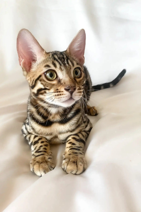 Zephyr | bengal kitten